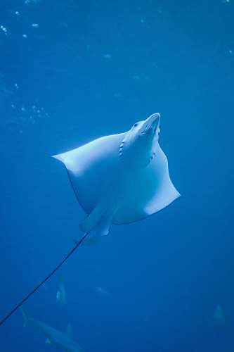 manta ray stingray under water photo fish